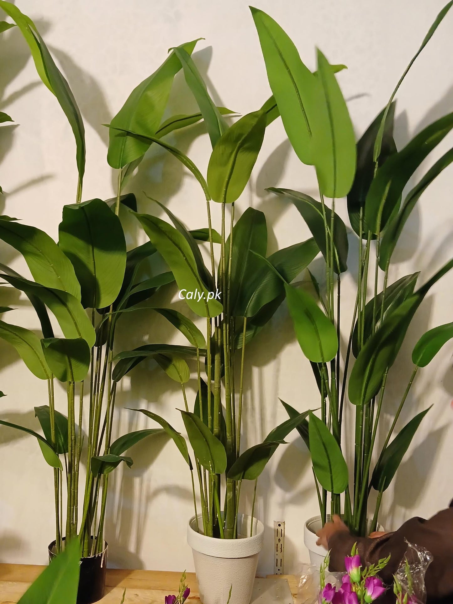 Bird of Paradise - Banan Leaves Plant 5.5ft, 6.5ft