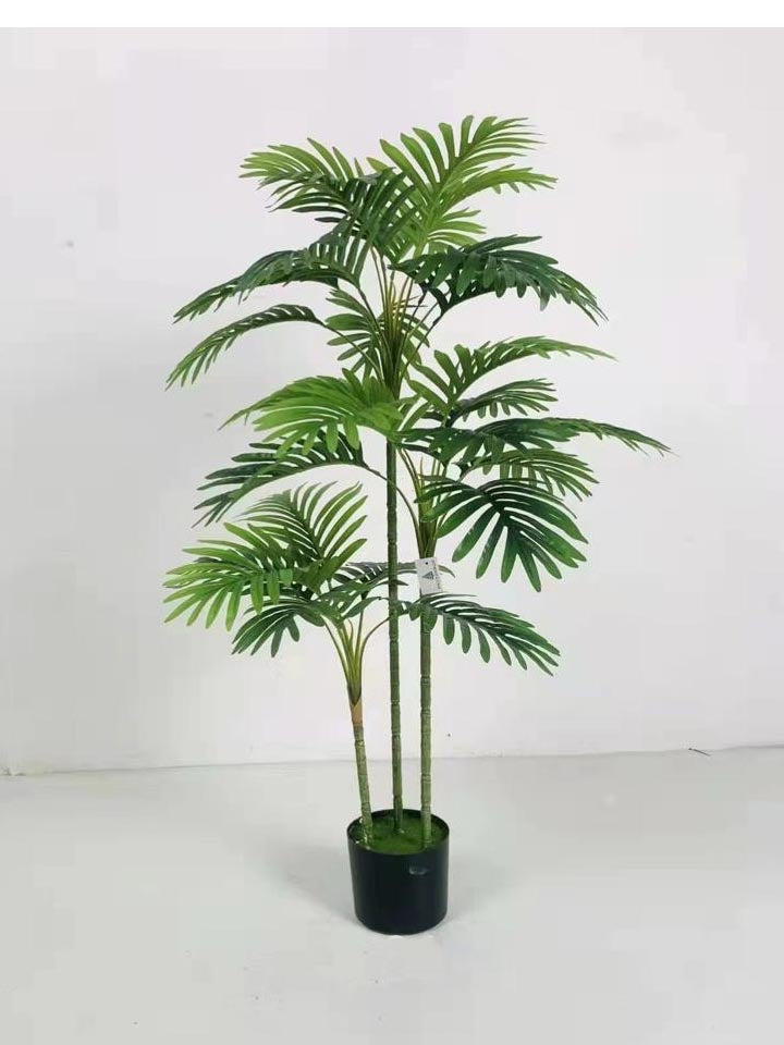 Bamboo Palm Slim Stick - Cane Palm - 3, 4 and 5 Sticks with Black Pot