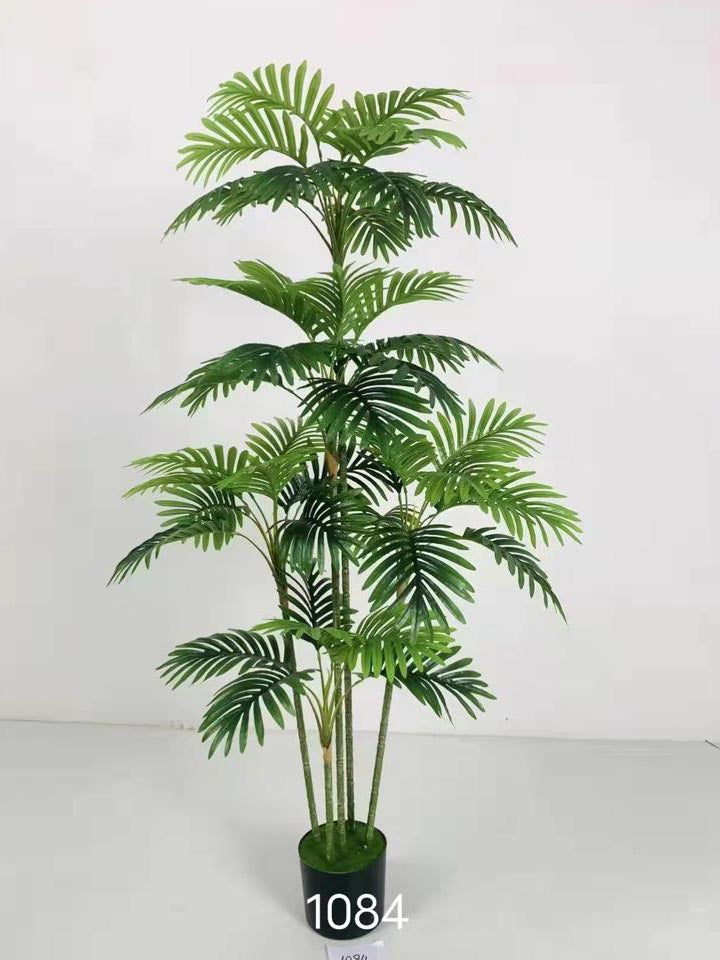 Bamboo Palm Slim Stick - Cane Palm - 3, 4 and 5 Sticks with Black Pot