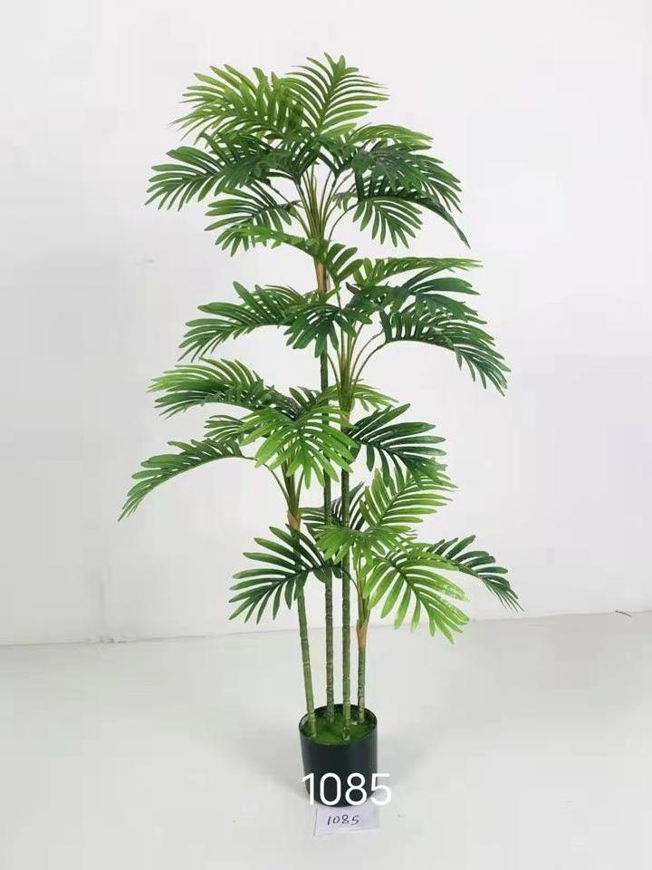 Bamboo Palm Slim Stick - Cane Palm - 3, 4 and 5 Sticks with Black Pot