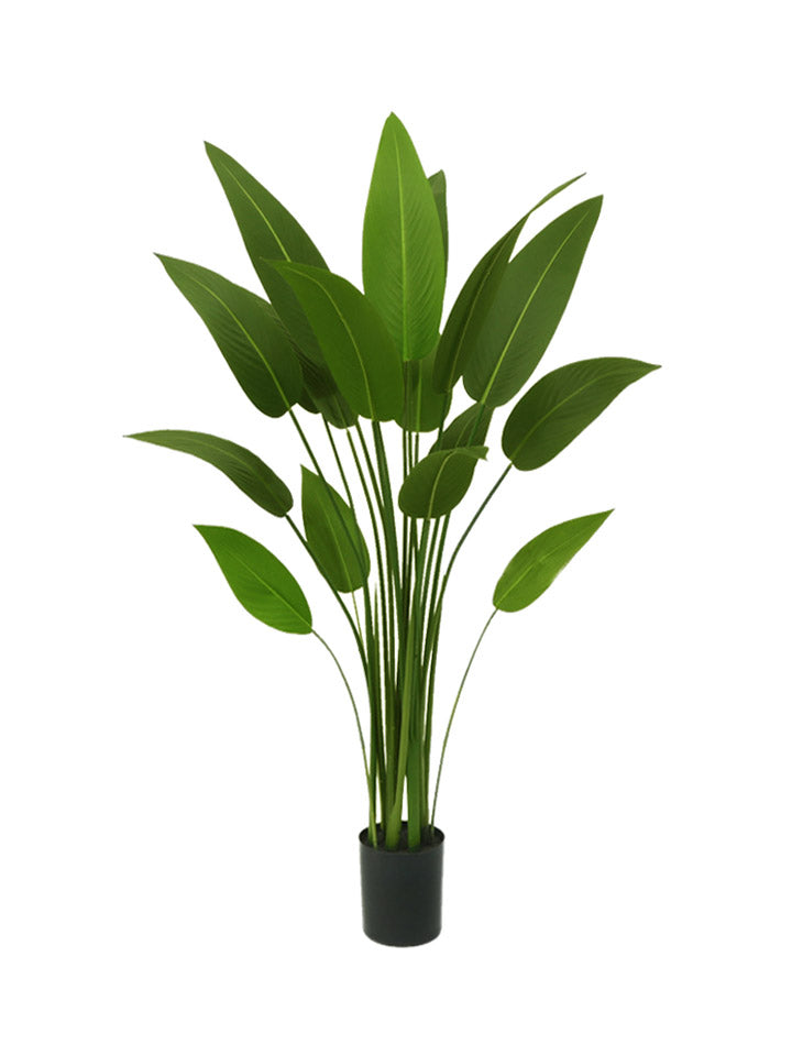 Bird of Paradise - Banan Leaves Plant 5.5ft, 6.5ft