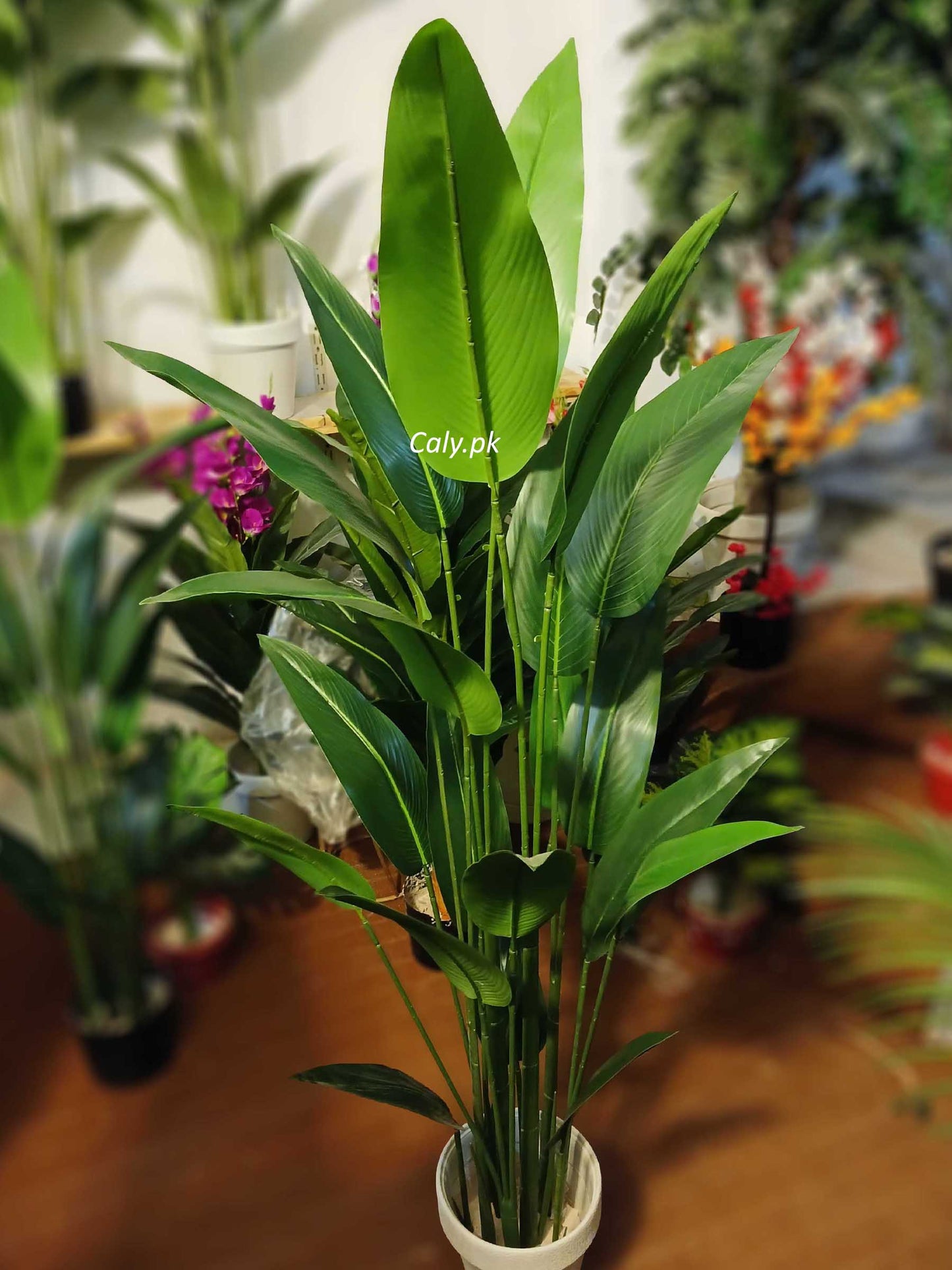 Bird of Paradise - Banan Leaves Plant 5.5ft, 6.5ft
